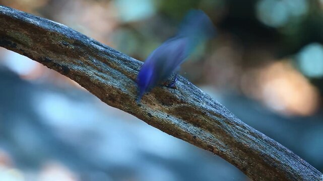 Black-naped Monarch on a tree