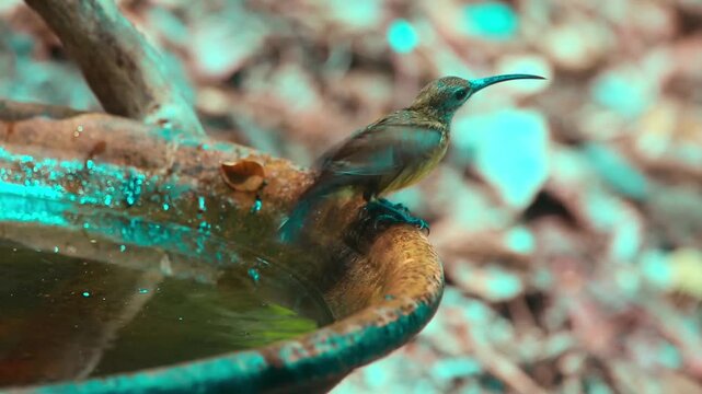 : bird launching off from ground branch in thick tropical rainforest