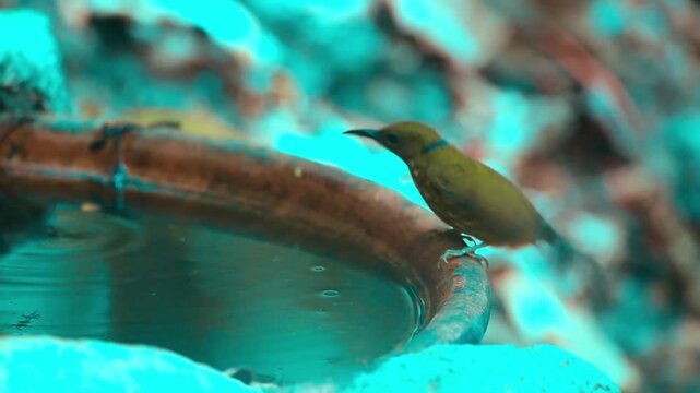 bird launching off from ground branch in thick tropical rainforest 