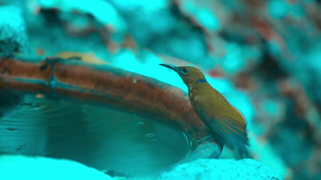 bird launching off from ground branch in thick tropical rainforest 