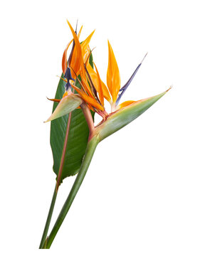Exotic Bird of Paradise flower isolated on transparent background with clipping path.