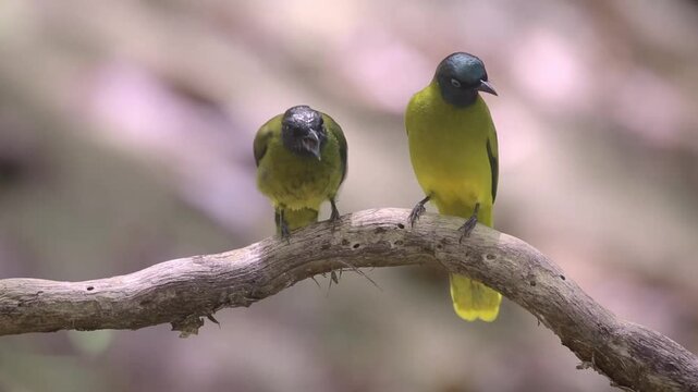 bird launching off from ground branch in thick tropical rainforest 