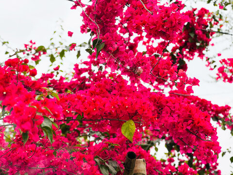 Vibrant fuchsia bougainvillea flowers bloom abundantly on branches against bright sky natural beauty and exotic flora detail