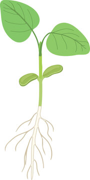 Young plant sprout of soybean (Glycine max) with leaves  isolated on white backgroun