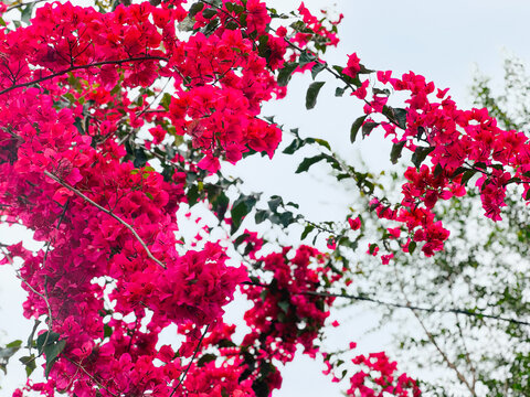 Abundant clusters of bright pink bougainvillea flowers on branches with soft focus green leaves and sky background