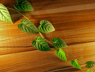 Natural ivy vine with lush green leaves on a textured dark wood plank wall, top view. © MiguelGoncalves