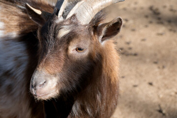 Obraz premium Curious goat explores the sunny farmyard on a warm afternoon