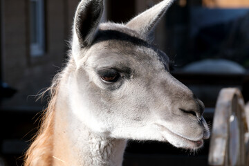 Fototapeta premium Lively llama graces the sunny afternoon at the farm