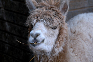 Fototapeta premium Fluffy llama enjoying a quiet moment in a cozy barn