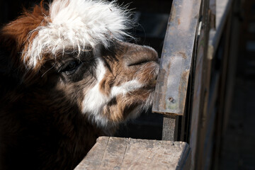 Fototapeta premium Curious llama gazes through wooden fence in sunny animal sanctuary