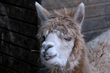 Fototapeta premium Charming llama with fluffy fur enjoys a quiet moment in the barn