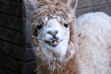 Fototapeta premium Lively llama munching on hay in a cozy barn setting during daylight