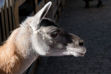 Fototapeta premium Lively llama exploring its surroundings in a sunny animal exhibit