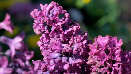 Obraz premium Vibrant lilac blossoms in a sunny garden brightens the day