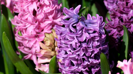 Obraz premium Colorful hyacinth flowers bloom in a vibrant garden during springtime