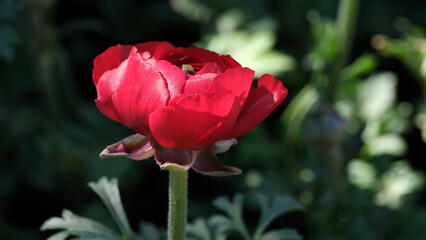 Bright red flower blooms in a sunlit garden during spring season