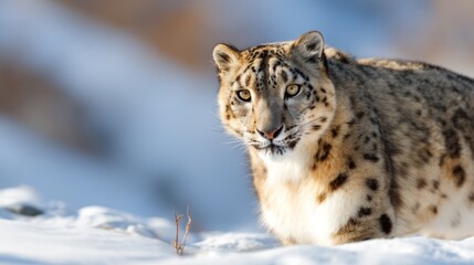 Fototapeta premium Snow Leopard Resting on Icy Mountain in Stunning Winter Landscape