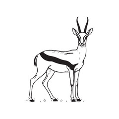 A close-up of an antelope with horns © SI