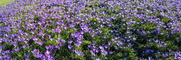 Fototapeta premium Purple crocus flowers blooming in spring field