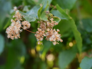 Image of Mikania micrantha flowers