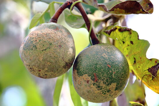 Pequi (Caryocar brasiliense)