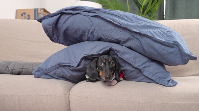 A black and tan dachshund is partially hidden under a stack of blue pillows on a beige sofa, with only its head visible, looking back and scurrying away.