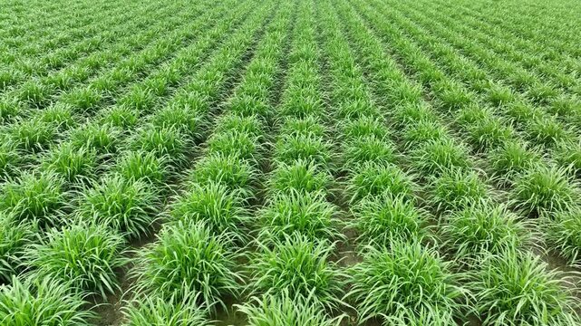 Lush green agricultural field with growing plants