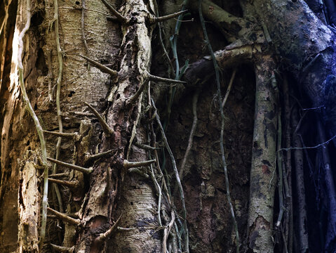 A close-up image of the roots of a giant fig tree.