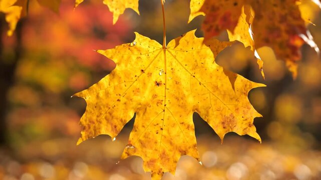 Closeup of a vibrant yellow maple leaf in autumn sunlight.