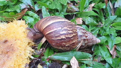 Snail is eating mango.  Large land snail feeding on fallen ripe fruit on grass, showing wildlife behavior in natural outdoor environment. © Saranya