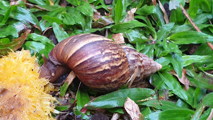 Snail is eating mango.  Large land snail feeding on fallen ripe fruit on grass, showing wildlife behavior in natural outdoor environment. © Saranya