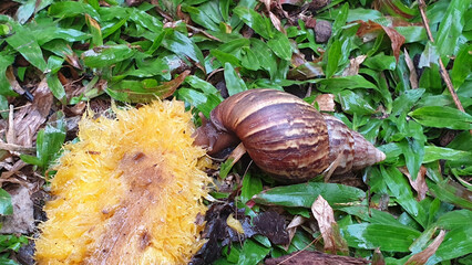 Snail is eating mango.  Large land snail feeding on fallen ripe fruit on grass, showing wildlife behavior in natural outdoor environment. © Saranya