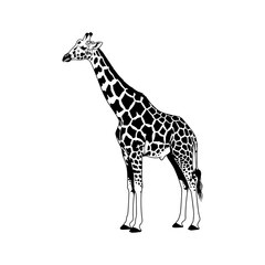 A black and white drawing of a giraffe standing on a plain white background