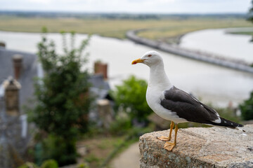 Obraz premium Sea gull at Mont Saint Michel Abbey on an island, Normandy, France