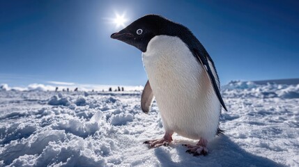 Obraz premium Adelie penguin standing on snow under bright sunlight against clear sky