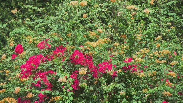 Bougainvillea shrubs displaying vibrant pink and yellow bracts, creating a colorful floral pattern against a lush green foliage wall in a warm, sunny outdoor environment - 4k stock video