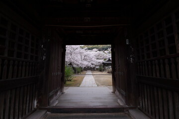 Fototapeta premium Cherry blossoms framed by temple gate in Onomichi Hiroshima Japan
