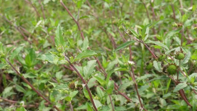 Closeup of Spiky Seed Pods in Vegetation