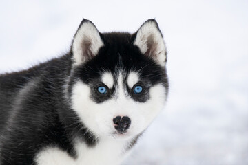 Obraz premium A focused portrait of a Husky puppy showing a calm and serious facial expression. Its signature blue eyes stand out against the black and white facial mask.