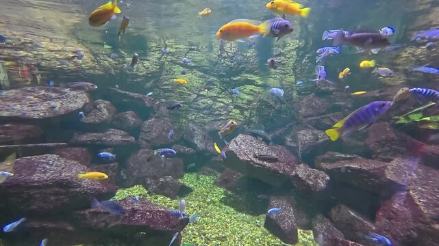 A large group of vibrant blue and yellow African cichlid fish swim among dark rocks and gravel in a freshwater aquarium.
