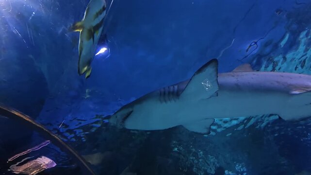 A sand tiger shark swims toward the camera with its sharp teeth visible, gliding through deep blue water in a large public aquarium exhibit.