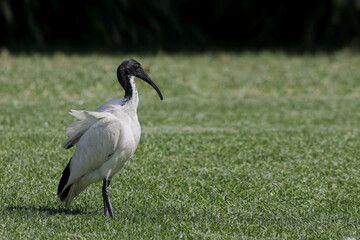 Fototapeta premium Sacred or African Sacred Ibis, Threskiornis aethiopicus, relaxing