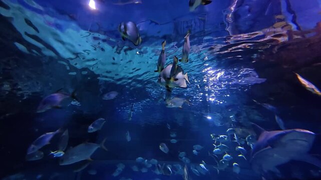 A school of silver tropical fish and longfin batfish swim together in a large aquarium tank with rippling blue surface reflections.