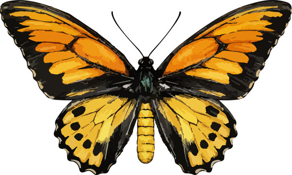 Ornithoptera croesus illustration art