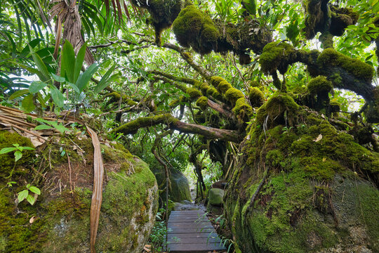 Morn blanc nature trail, inside the national park, Mahe, Seychelles