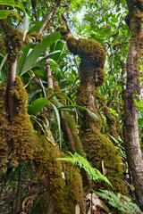 Fototapeta premium Morn blanc nature trail, inside the national park, Mahe, Seychelles