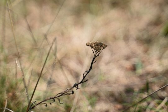 Travel romania transilvania targu mures dried plant standing tall in warm blurred transilvania field