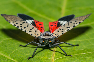 Fototapeta premium Spotted Lanternfly - Lycorma delicatula