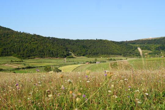 Travel romania transilvania targu mures transylvania rural landscape with wildflowers and rolling hills
