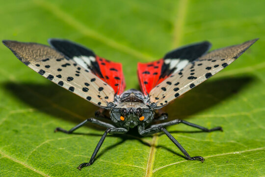 Spotted Lanternfly - Lycorma delicatula